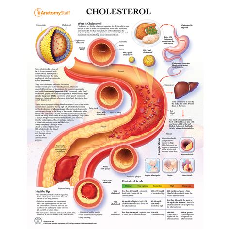 Cholesterol Understanding Ldl And Hdl