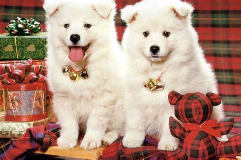 Cute Puppy Pictures Wallpaper ·① Wallpapertag