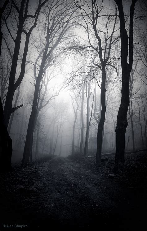 Creepy Black And White Forest Wallpaper Black And White Wallpapers