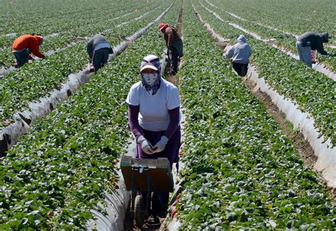 Activists Demand A Bill Of Rights For California Farm Workers Wbur News