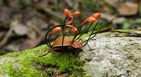 Cordyceps Are A Fungi That Infects The Host In This Case A Beetle And
