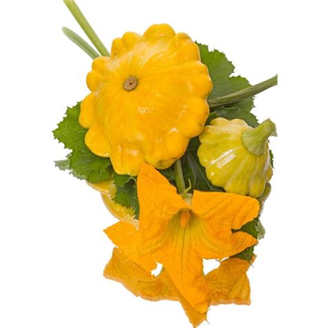 Sum­ mer squash is also known as zucchini, yellow squash, scalloped squash, patty pan squash. Summer Squash- Yellow Bush Scallop seeds | The Seed Collection