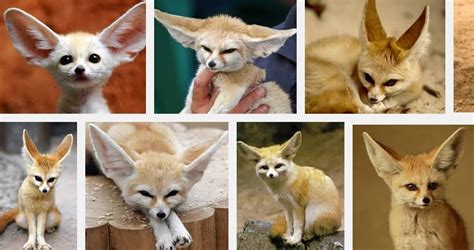 Fennec Foxes Pets For Sale Price Cage Illegal