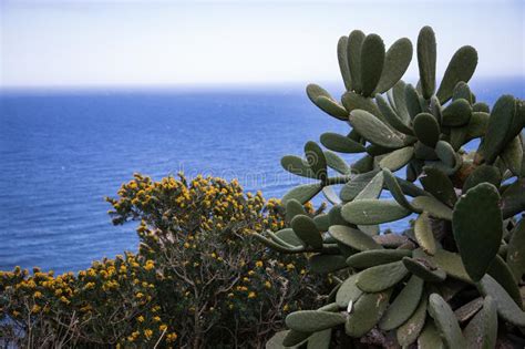I fiori gialli dell'hemerocallis nana stella de oro e carlo pagani. Fiori Mediterranei Del Cactus Fotografia Stock - Immagine di litorale, fiore: 55273094