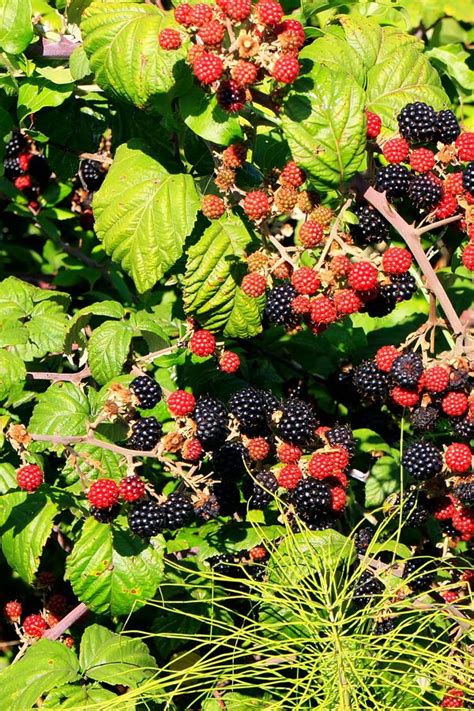 How To Plant And Grow Blackberries The Perfect Perennial Backyard Fruit