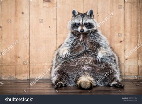 Fat Raccoon Images Stock Photos Vectors Shutterstock