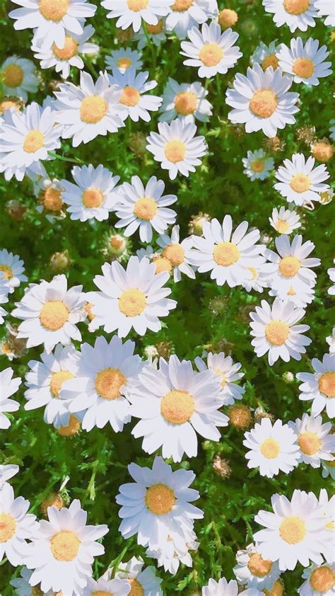 Daisy Flower Wallpapers 51 Background Pictures