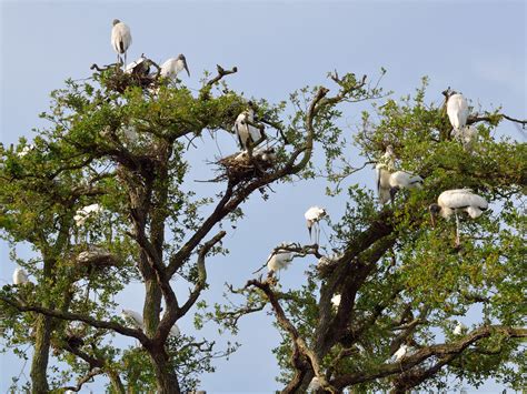 Fotos Gratis árbol Naturaleza Al Aire Libre Desierto Rama Pájaro