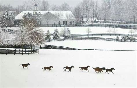 Beautiful Kentucky Horse Farms Winter Scenes Horse Farms