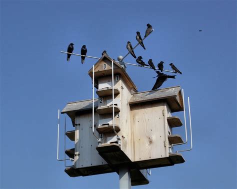 But with a free guide to follow, it can be simpler. Birds from Behind: Purple Martins Majesty... | Purple martin house, Martin bird house, Purple ...