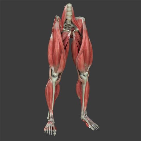 Muscles Of The Human Leg 3d Model By Dcbittorf