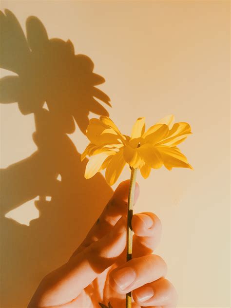 A Persons Hand Holding A Yellow Flower In Front Of A Shadow On The Wall