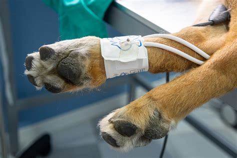 Dog Surgery Everything You Need To Know