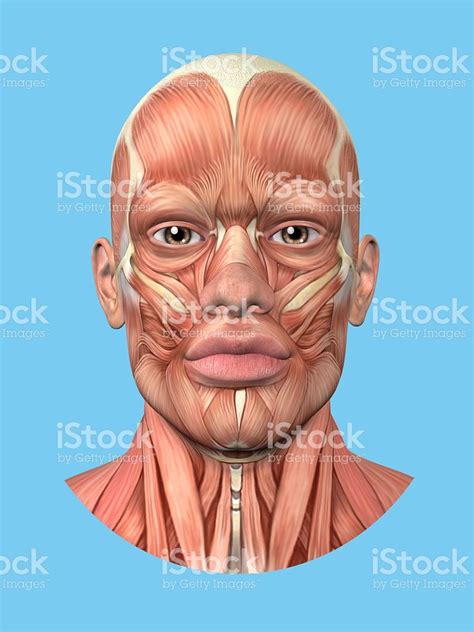 Anatomy Front View Of Major Face Muscles Of A Man Including
