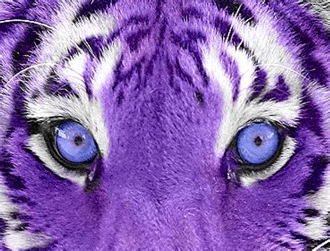 Purple Tiger Purple Animals Purple Purple Love