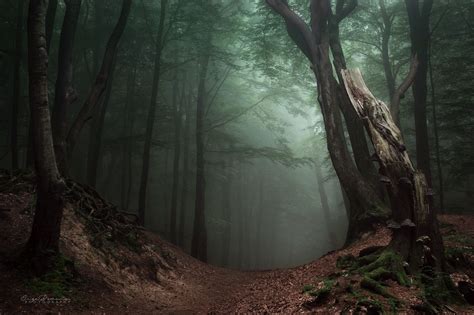 Forest Mystery By Inge Bovens On 500px Photography Inspiration