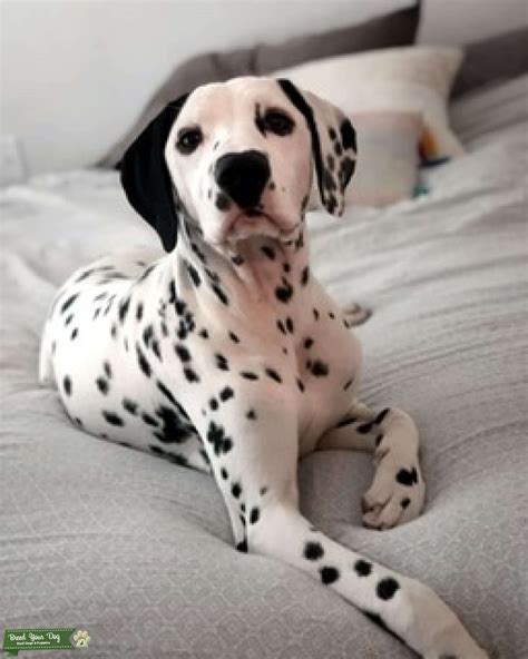 Cute Dalmatian Stud Dog California Breed Your Dog