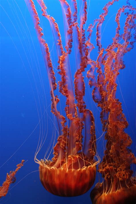 Free Images Water Underwater Orange Jellyfish Blue Coral