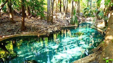 Mataranka Thermal Pool All You Need To Know Before You Go