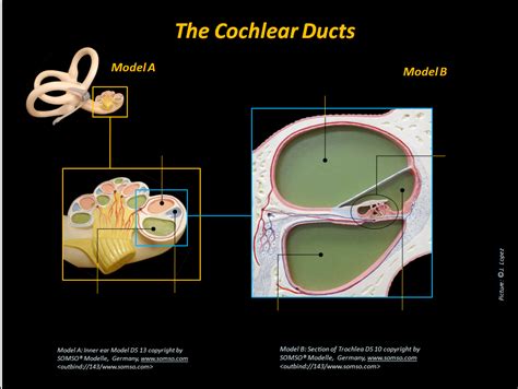 Cochlear Ducts Diagram Quizlet
