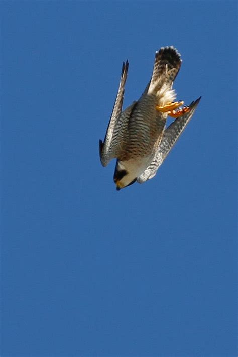 Peregrine Falcon Fastest Diving Bird In A Dive Stoop Can Reach