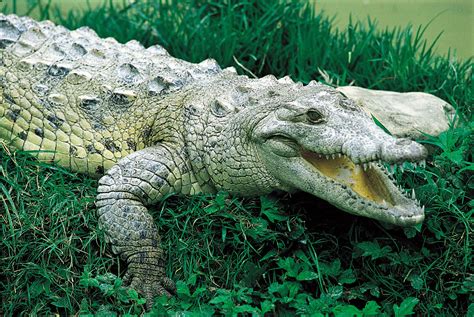 Crocodile Dominican Republic La República Dominicana Pinterest