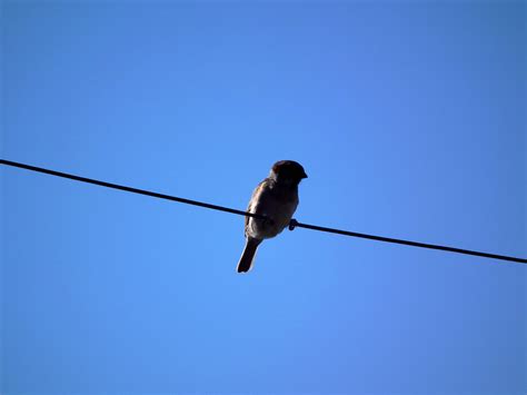 Free Images Wing Wire Flight Brown Blue Sky Birds Sparrow