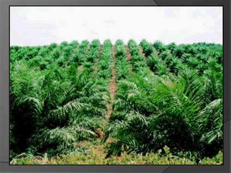Penanaman kelapa sawit di malaysia telah diperkenalkan oleh kerajaan bertujuan untuk membasmi kemiskinan dalam kalangan penduduk luar bandar. awag-awag blog: Dampak negatif penanaman kelapa sawit ...