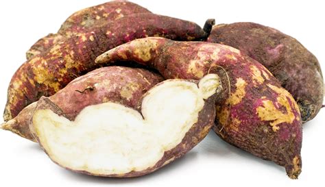 Boniato Sweet Potatoes Information Recipes And Facts