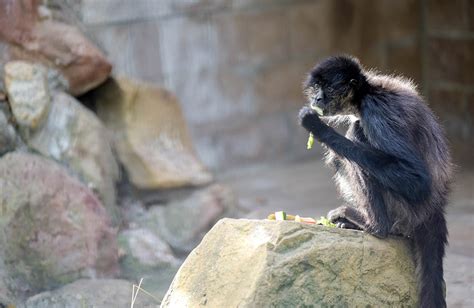 Animals Of The Tropical Andes Charles Paddock Zoo Your Central