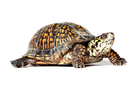 Use an old toothbrush with a soft bristle to avoid any harsh contact with your turtle's shell. Turtle PNG