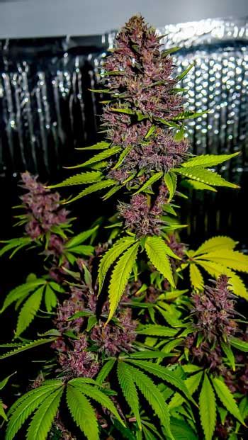 How To Grow Pink Or Purple Cannabis Buds Grow Weed Easy