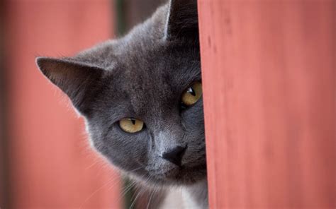 Wallpaper Nose Whiskers Russian Blue Black Cat Kitten Fauna