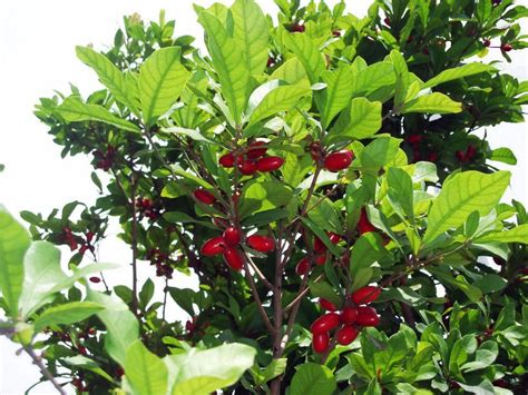 Miracle Fruit Tree Berry Plants Plants Berries