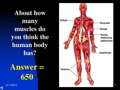 Ppt Muscles Powerpoint Presentation Free Download Id5391760