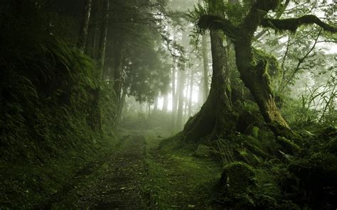 Landscape Nature Mist Path Moss Trees Forest Morning Green