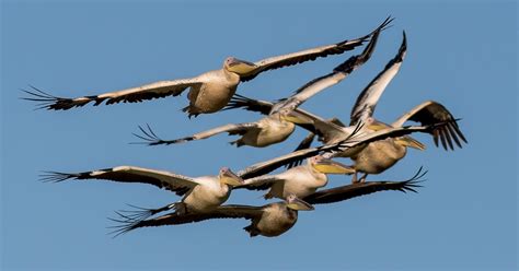 Vernon Chalmers Photography Great White Pelicans Flocking To