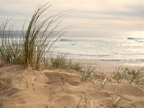 Grass On A Beach Dune By Gary Radler Photography
