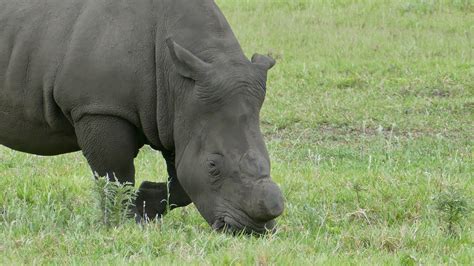 Dehorning The Rhino The Revelator