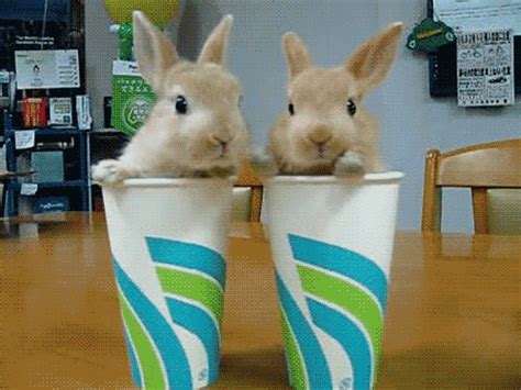 Rabbit S Find And Share On Giphy
