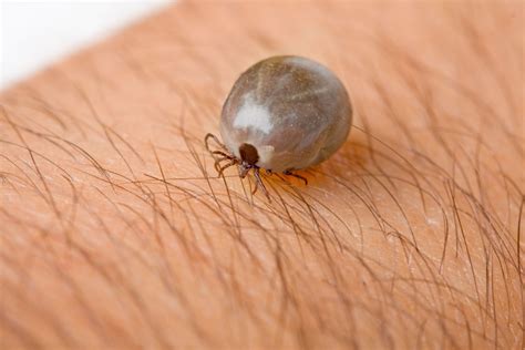 Why The Brown Dog Tick Is A Scary Enemy Greenleaf Pest Control