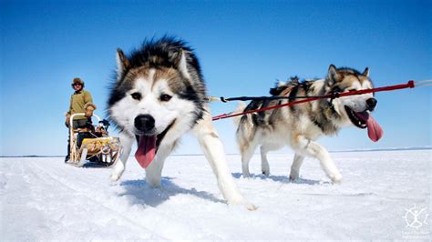 Sled Dogs Photo Biological Science Picture Directory