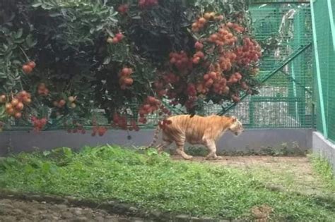 Kebun binatang ini menempati lahan seluas 800 hektar, hebatnya di area seluas itu pengunjung yang datang akan dibuat pusing jika diminta menemukan sampah sebiji pun. Singkawang Gempar, 2 Harimau Kebun Binatang Sinka Zoo ...