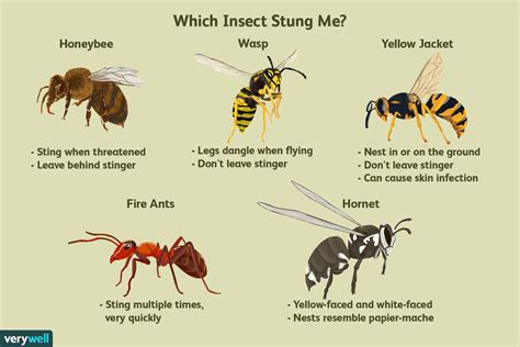 How To Figure Out What Insect Stung You