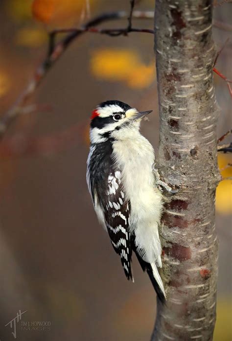 Late Autumn Birding In The Calgary Area 2017 Bird Canada