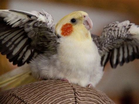 Juvenile Cockatiel With Lots Of Fluffy Downy Feathers Looks Like A Cotton Ball With Wings