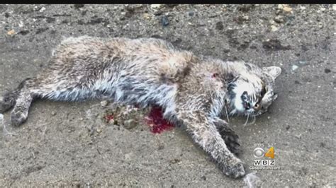 Bobcat That Attacked 2 Dogs Shot And Killed By Police