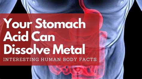Can Stomach Acid Dissolve Metal Interesting Human Body Facts Youtube