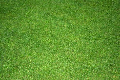 Hitta perfekta manicured lawn bilder och redaktionellt nyhetsbildmaterial hos getty images. How to Maintain a Well-Manicured Lawn — Wallside Windows®