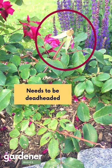 How To Deadhead Knockout Roses — Gardening Herbs Plants And Product